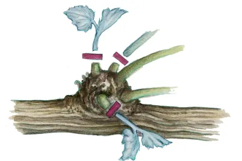 Illustration zeigt das **Wein schneiden** mit einem Rebstock und abgeschnittenen Trieben.