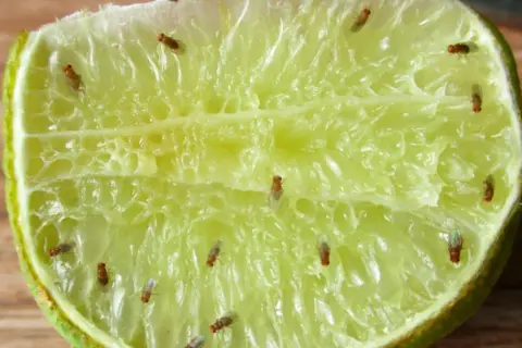 Dziwne małe muszki w domu znalazły ucztę na soczystej połówce limonki.