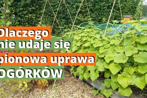 Pionowa uprawa ogórków: Sekrety maksymalnych plonów i miejsca