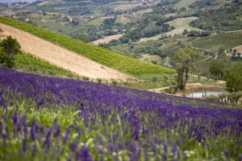 Un vasto lavandeto di Monteleone si estende su una collina, con vigneti e campi coltivati sullo sfondo.