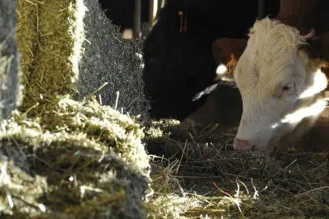 Mucca bianca e nera mangia il foraggio, cibo essenziale per il bestiame.