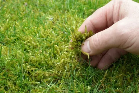 Eine Hand entfernt Moos aus dem Rasen. Dies ist ein Schritt, um den Rasen zu kalken und ihn gesünder zu machen.