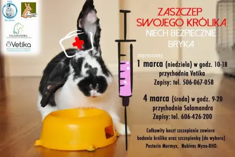 Ile kosztuje wizyta u weterynarza z królikiem? Sprawdź ceny i usługi