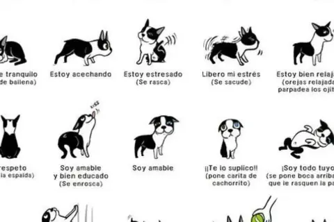 Ilustración de perros mostrando señales de calma y estrés. Cada dibujo representa una emoción canina, desde "Déjame tranquilo" hasta "Soy todo tuyo".
