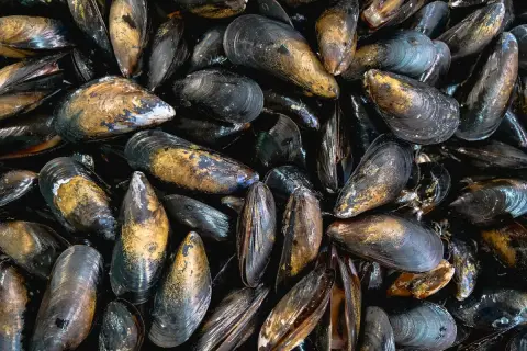 Montón de mejillones al vapor listos para ser disfrutados. Sus conchas oscuras y doradas brillan, prometiendo un sabor marino delicioso.