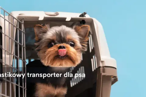 Bezpieczny transporter dla psa do samochodu - jak wybrać najlepszy?