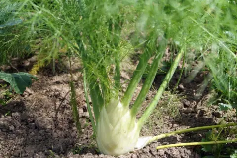 Una pianta di finocchio con bulbo bianco e foglie verdi piumose cresce nel terreno.