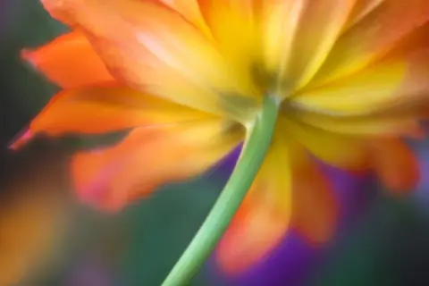 Abstract view of a vibrant orange and yellow flower, showing its underside and stem. A beautiful example of how to photograph flowers with soft focus and color.