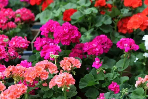 Gros plan sur des géraniums aux couleurs vives, roses, rouges et blancs. L'arrosage des géraniums est essentiel pour leur floraison éclatante.
