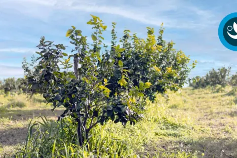 Un giovane albero di limoni in un campo soleggiato, pronto per quando si raccolgono i limoni.