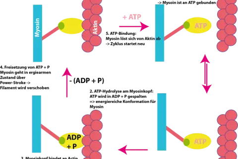 Schema der Gleittheorie der Muskelkontraktion: Myosin bindet an Aktin, löst sich mit ATP, bildet Querbrücken und verschiebt das Filament.