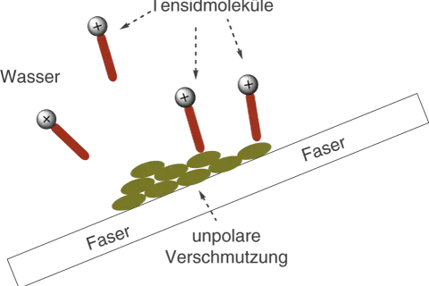 Tensidmoleküle umgeben unpolare Verschmutzung auf Fasern. Sie helfen, Wasser und Fett zu verbinden, was sie zu nützlichen Reinigungsmitteln macht.