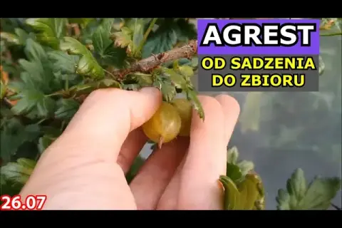 Sekret agrestu: Jaka gleba zapewni Ci najlepsze zbiory?