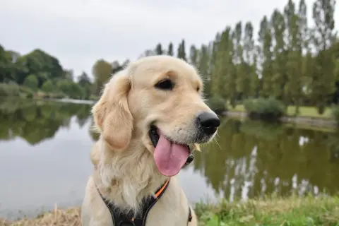 Uśmiechnięty golden retriever z językiem na wierzchu, siedzący nad jeziorem.