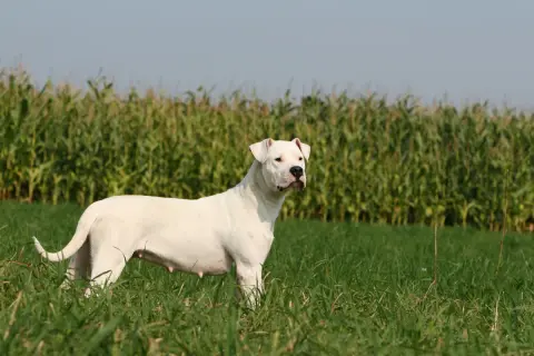 Ein weißer Dogo Argentino steht auf einer grünen Wiese vor einem Maisfeld.
