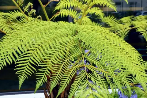 Gros plan sur les frondes luxuriantes d'une fougère arborescente, d'un vert vif, avec des touches de fleurs bleues en arrière-plan.