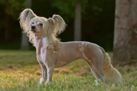 Un elegante crestado chino, con su pelaje distintivo y orejas emplumadas, posa en un prado al atardecer.