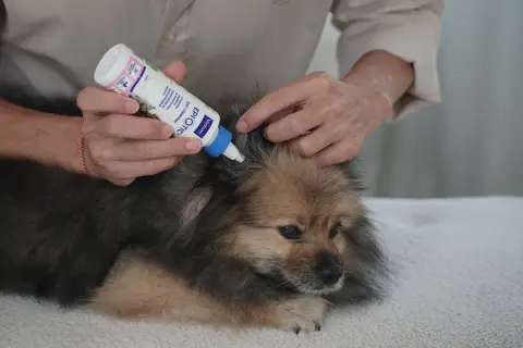 Persona aplica gotas en la oreja de un perro Pomerania para limpiar sus oídos.