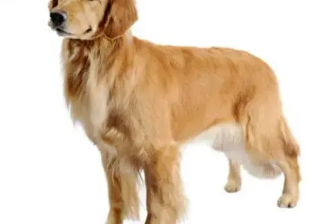 Czy golden retriever ma włosy czy sierść? Odkryj prawdę o jego futrze