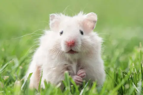 Uroczy, puszysty chomik w trawie. Zastanawiasz się, ile żyje chomik? Zazwyczaj 2-3 lata, ale ten wygląda na szczęśliwego!