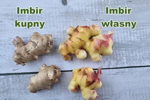 Imbir kupny i własny. Korzenie imbiru w doniczce, jeden jaśniejszy, drugi ciemniejszy.