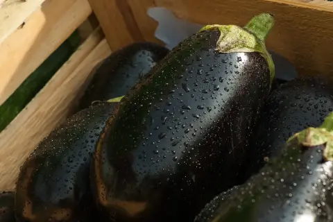 Berenjenas frescas y brillantes con gotas de agua, listas para comer berenjena cruda.