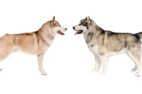 Jak odróżnić husky od malamuta: kluczowe różnice i cechy
