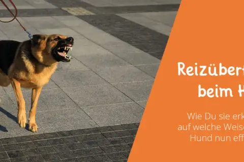Ein wütender Hund reagiert auf alle Reize, bellt und zeigt die Zähne. Daneben steht ein Mensch mit Jeans und Turnschuhen.