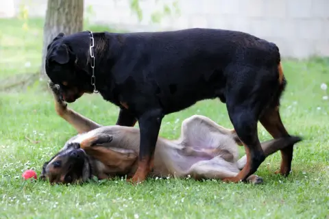 Rottweiler stoi nad leżącym na plecach psem, który wygląda, jakby uczył się, jak zdominować psa.