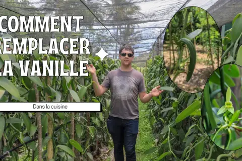 Un homme se tient dans une plantation de vanille, montrant comment remplacer la gousse de vanille dans la cuisine. Gros plans sur une gousse et une fleur de vanille.