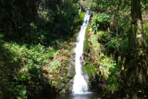 Cascada del Pozo da Onza, un torrente blanco cae por rocas cubiertas de musgo y vegetación exuberante, creando un remanso de paz en el bosque.