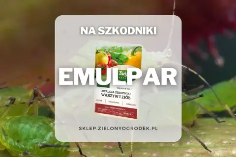 Emulpar 940 EC zwalcza mszyce i inne szkodniki warzyw i ziół. Termin stosowania: cały okres wegetacji.