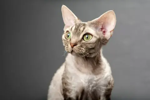 Oto kot rasy Devon Rex z zielonymi oczami i charakterystyczną, falistą sierścią, spoglądający w bok.