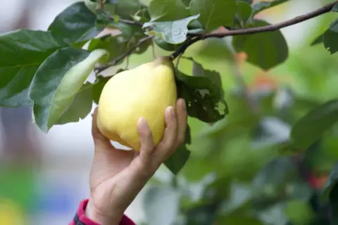 Eine Hand pflückt eine reife, gelbe Quitte vom Baum. Die Blätter sind grün und üppig. Es ist Quittenzeit!