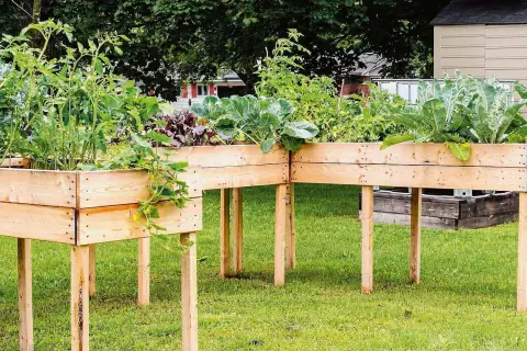 Orto in cassoni rialzati con pomodori, cavoli e bietole. Un giardino verticale che cresce rigoglioso sull'erba.
