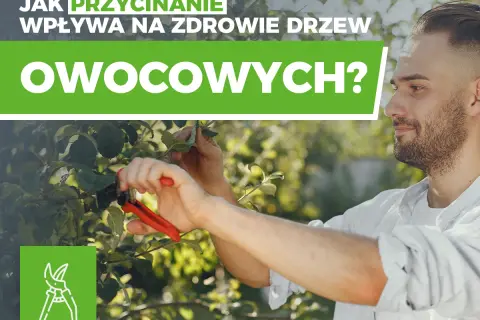 Cięcie drzew owocowych: Kiedy, jak i dlaczego to klucz do sukcesu?