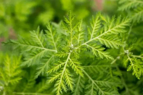 Nahaufnahme von Artemisia annua Blättern. Die Pflanze wird für ihre Wirkung auf die Psyche erforscht.