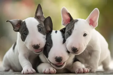 Trzy urocze szczenięta bull terrier, które w przyszłości mogą być uznawane za najgroźniejsze psy, teraz wyglądają na niewinne i przyjazne.