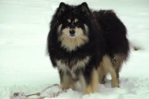 Czarny fiński lapphund z kremowymi znaczeniami, w śniegu, z kością. Hodowla tych psów to pasja.