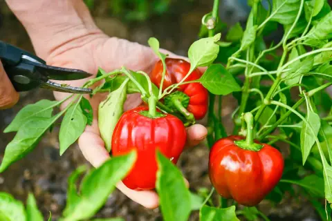 Hände ernten reife, rote Paprika von Pflanzen. Ein kleiner Schnitt mit der Schere, um die Früchte zu pflücken.
