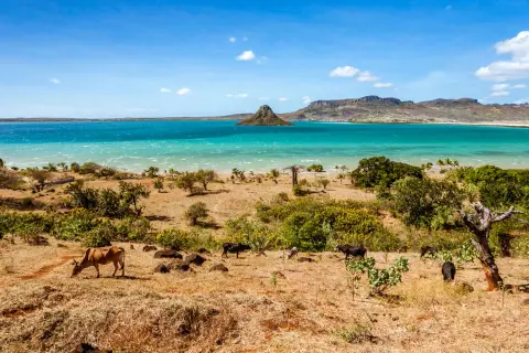 Krajobraz Madagaskaru z krowami na pierwszym planie i turkusową wodą w tle. Kiedy jechać na Madagaskar? Najlepiej w porze suchej, od kwietnia do października.