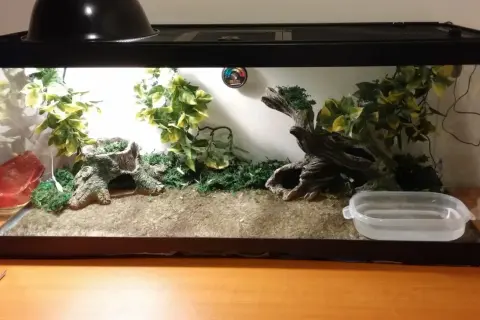 Pusty, urządzony terrarium z roślinnością, korzeniami i miseczką na wodę.