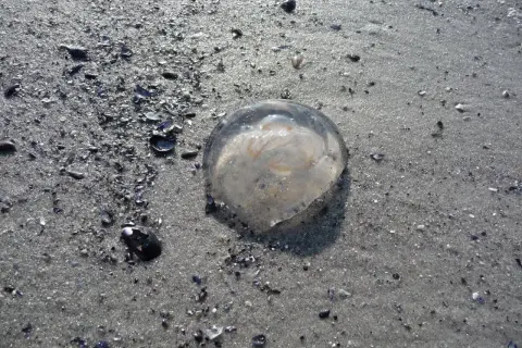 Meduza na piaszczystej plaży, otoczona muszelkami.