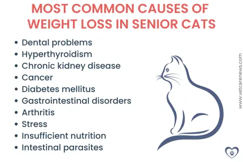 Causes of cat losing weight: dental issues, hyperthyroidism, kidney disease, cancer, diabetes, GI disorders, arthritis, stress, poor nutrition, parasites.