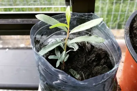 Una giovane talea in acqua, con piccole foglie verdi, cresce in un contenitore riciclato.