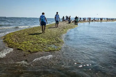 Ludzie spacerują po piaszczystej mierzei porośniętej glonami. W tle widać morze i błękitne niebo. To popularne miejsce, rewa centrum.