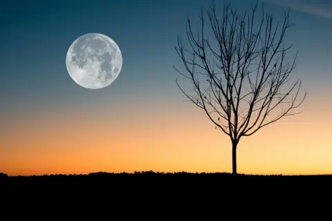 Silueta de árbol sin hojas bajo una luna llena, evocando el **luna creciente significado espiritual** de nuevos comienzos y crecimiento.