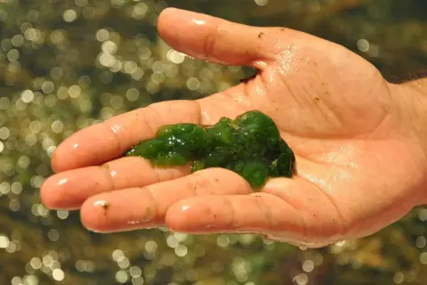 Main d'une personne tenant une masse gélatineuse verte, du plancton algue, sur un fond flou de reflets lumineux dans l'eau.