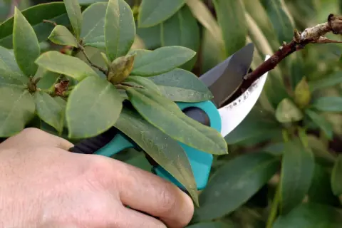 Hand hält Gartenschere, um einen Ast zu schneiden. Achtung: Rhododendron schneiden verboten!