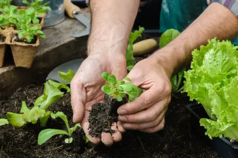 Mani che piantano piantine in terra fertile. Un esempio pratico su come fare l'orto biologico, con lattughe rigogliose pronte per essere raccolte.